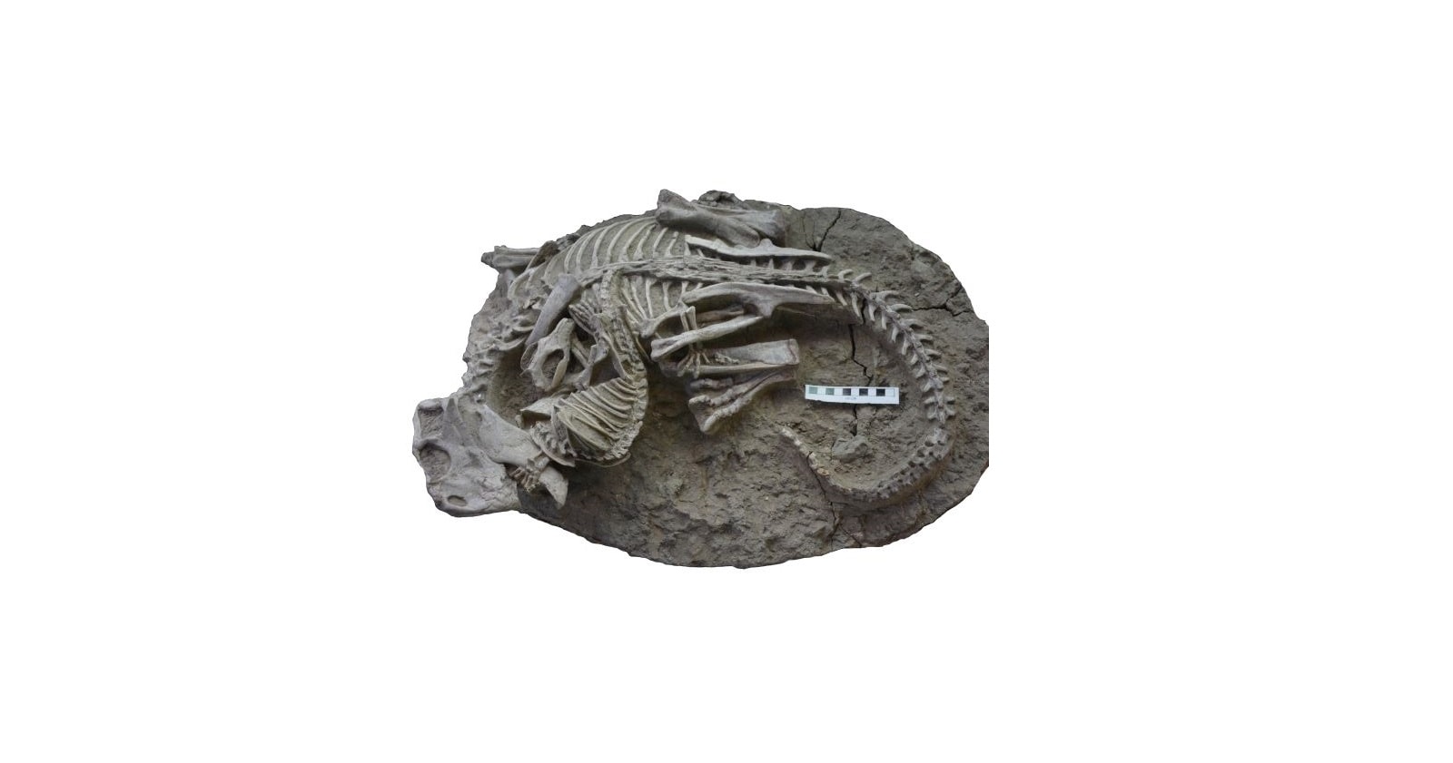 To zwierzę polowało na dinozaury. Na podstawie jego szczątków dowiedzieliśmy się, jak wyglądało