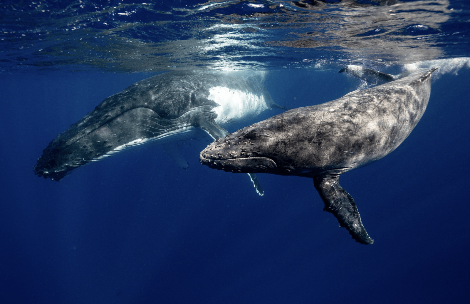 Walenie – zdjęcie ilustracyjne /Fot. Pexels
