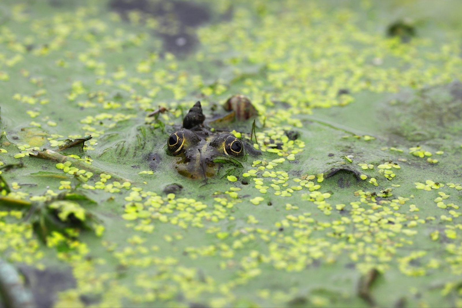 Żaba – zdjęcie ilustracyjne
