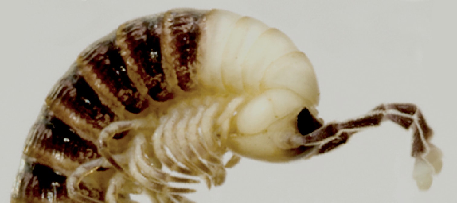 Przykładowy stawonóg z rodzaju krocionogów / źródło:  G. Brovad, Wikimedia Commons, CC BY 3.0
