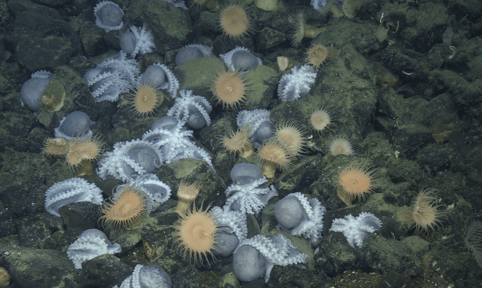 Ośmiornice perłowe podróżują do &#8220;żłobka&#8221; u podnóży Davidson Seamount w jednym celu /Fot. MBARI
