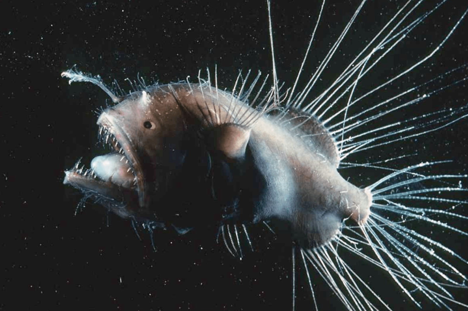 Żabnica &#8211; zdjęcie poglądowe /Fot. Monterey Bay Aquarium
