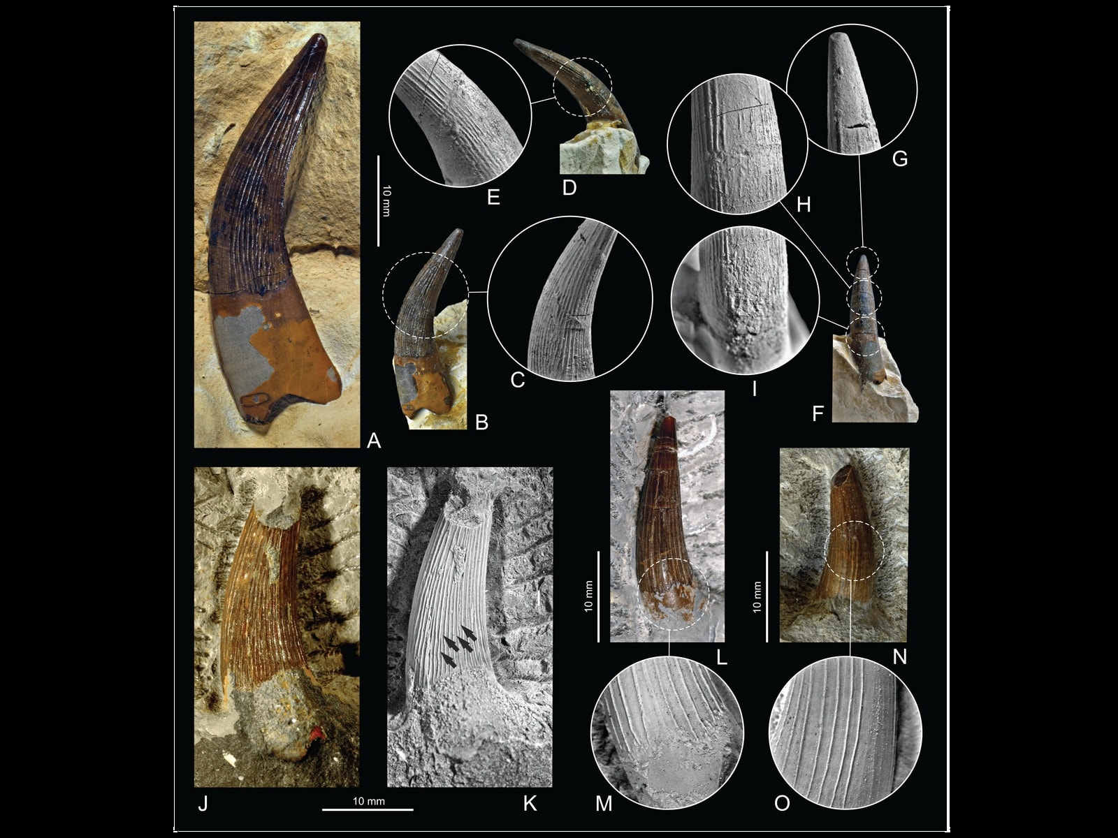 Kilkumetrowe bestie zamieszkiwały kiedyś w Polsce. Właśnie znaleziono ich zęby