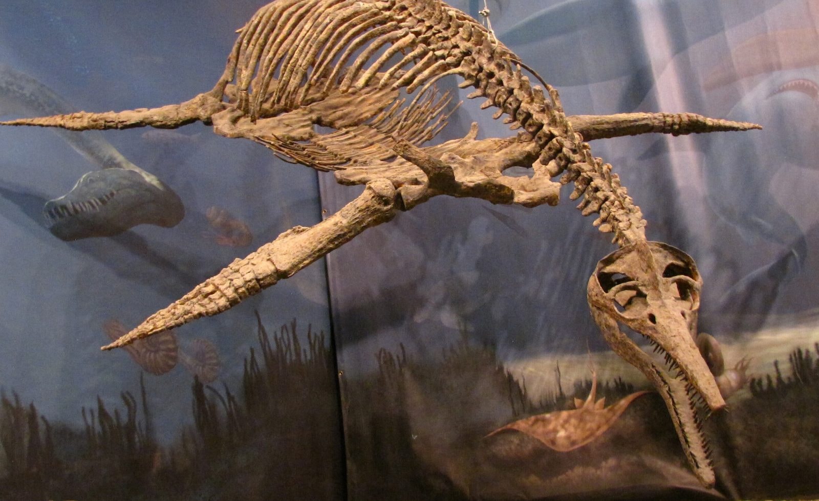 Plezjozaur / źródło: Wikimedia Commons, CC BY 2.0
