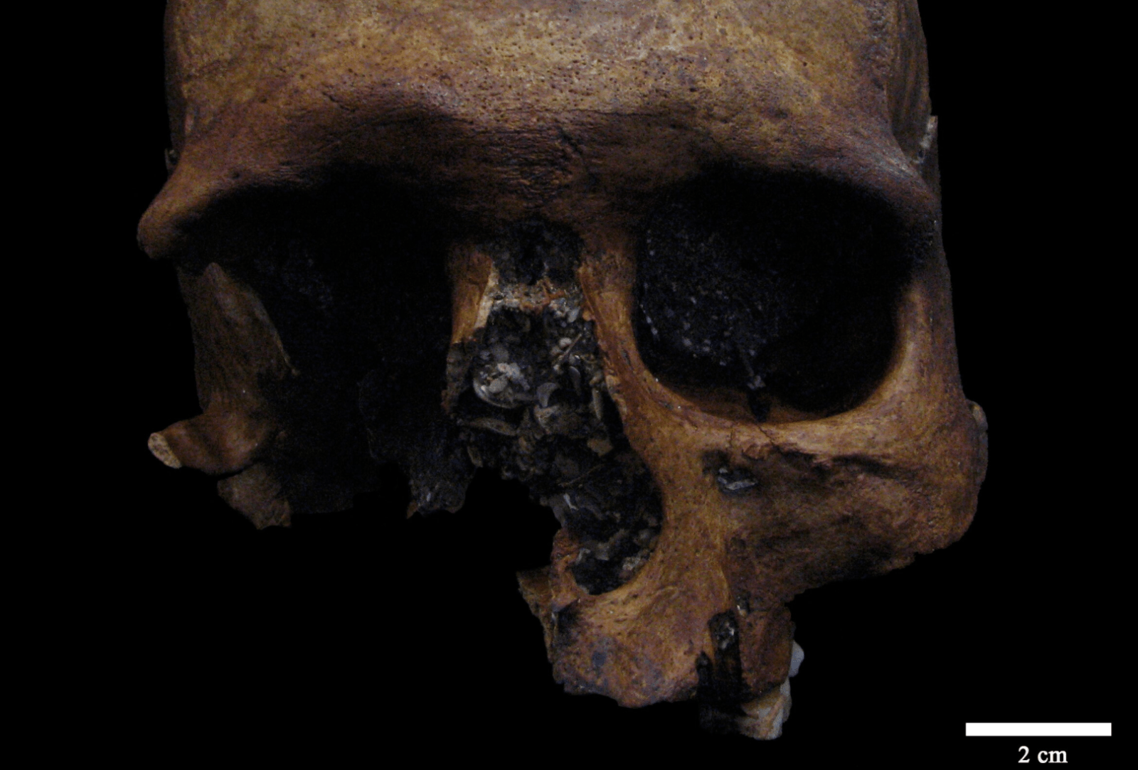 Czaszka z jaskini Marcenejas przed rekonstrukcją /Fot. CENIEH
