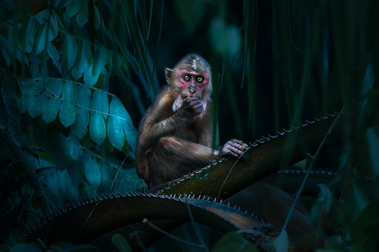 Makak – zdjęcie poglądowe /Fot. Unsplash
