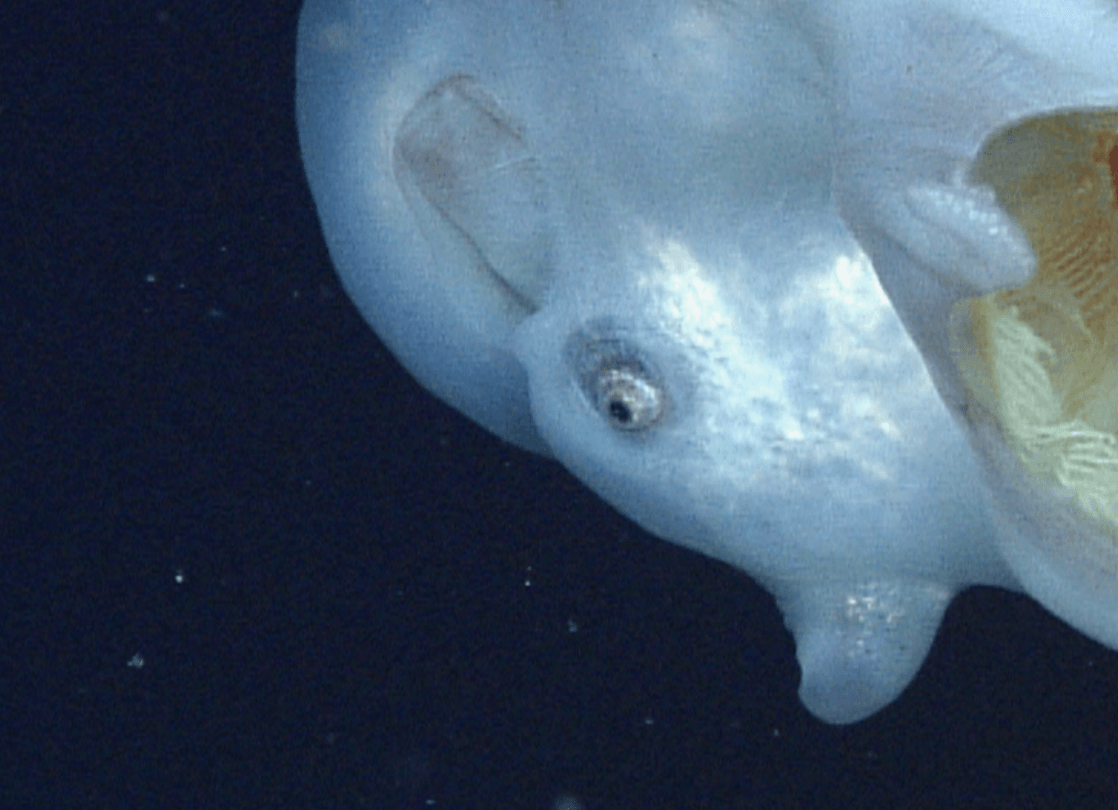 Ośmiornica siedmioramienna uchwycona przez naukowców MBARI /Fot. MBARI
