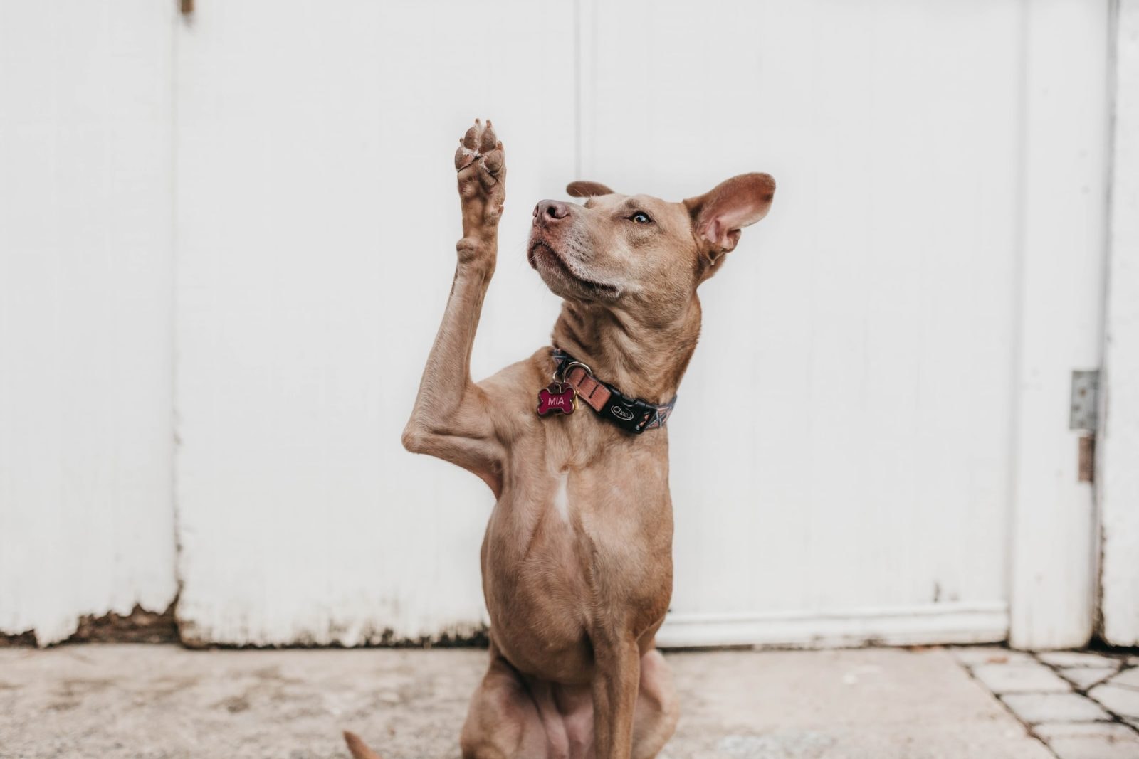 Nieszczepione psy nie mają szans z wścieklizną /Fot. Unsplash
