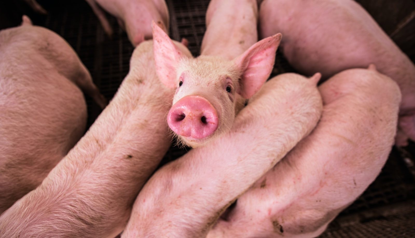 Świnie GMO odporne na PRRS wkrótce na całym świecie /Fot. Unsplash
