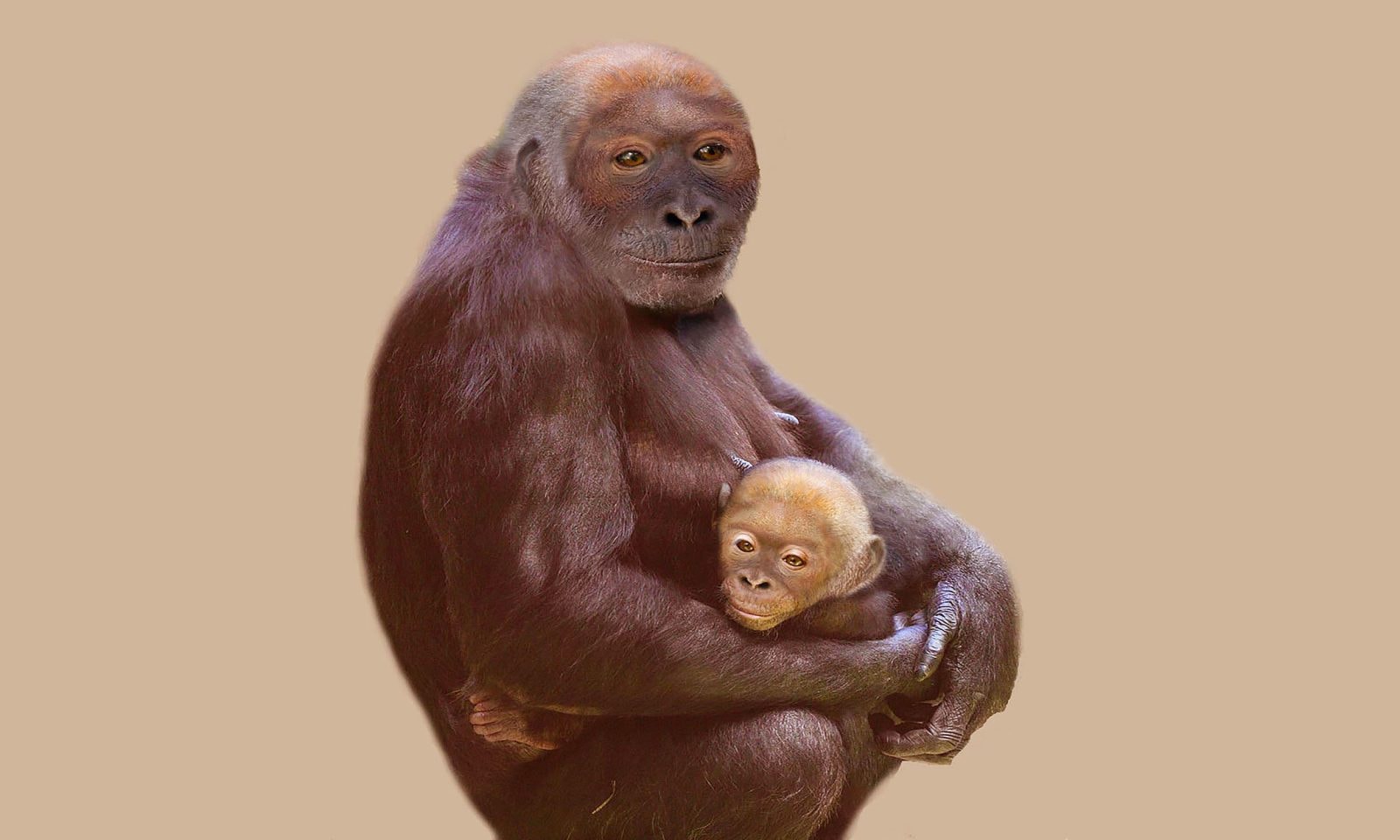 Tak mógł wyglądać Pierolapithecus catalaunicus – wizualizacja /Fot. Institut Català de Paleontologia
