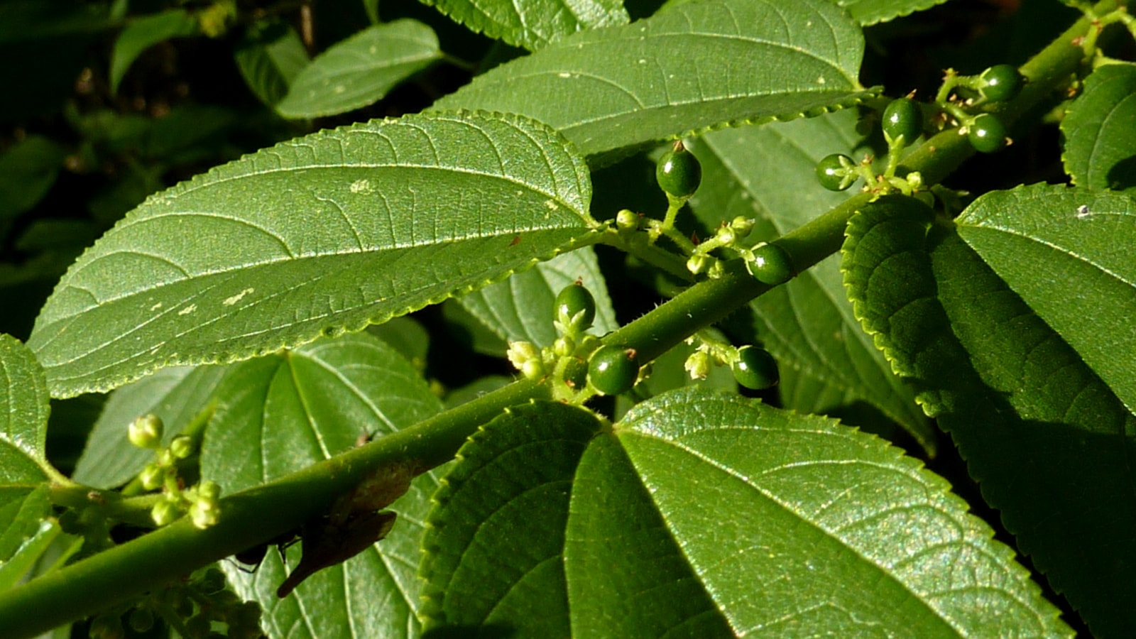 Trema micrantha /Fot. Wikimedia Commons
