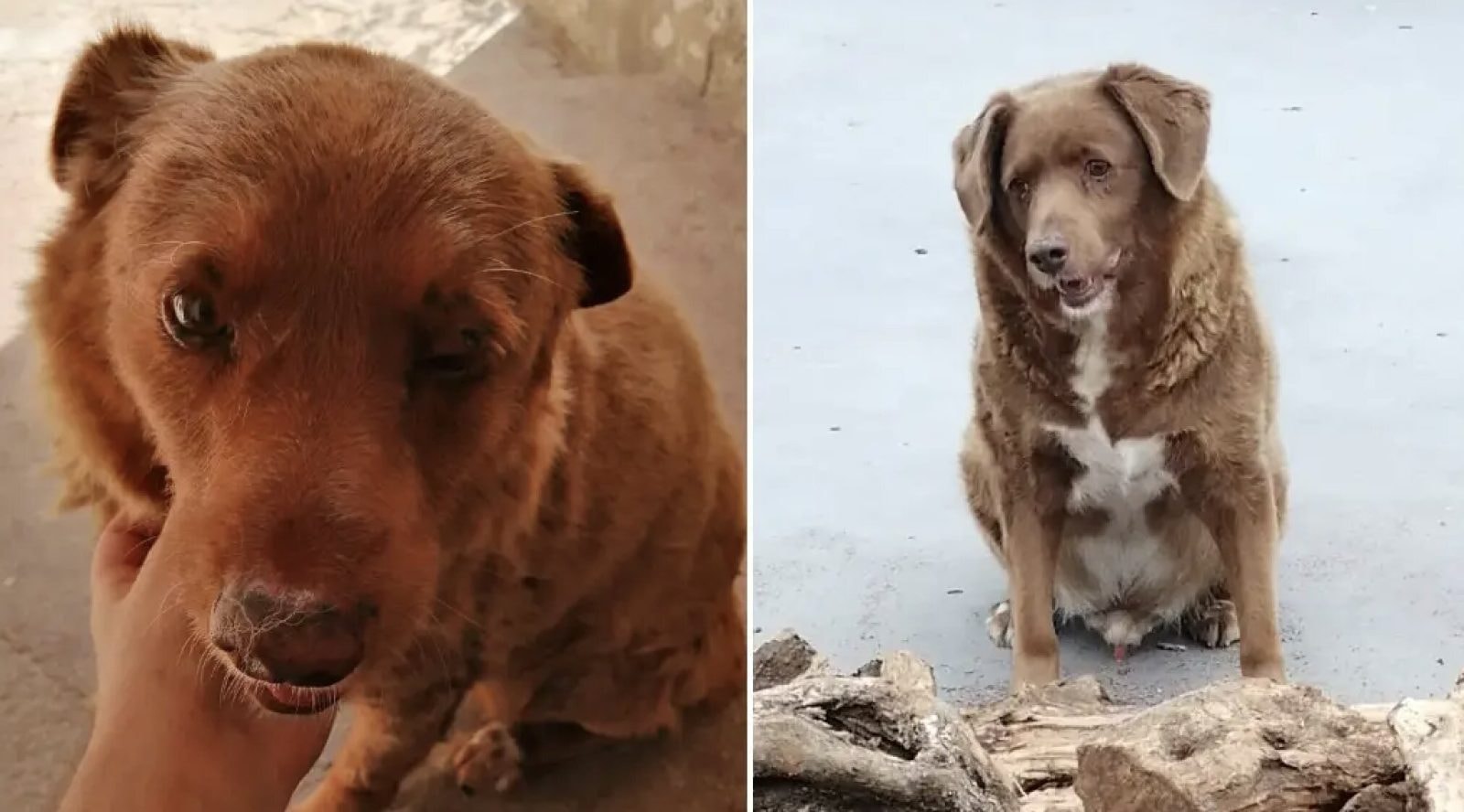 Bobi przeżył 31 lat i 165 dni /Fot. Guinness World Records
