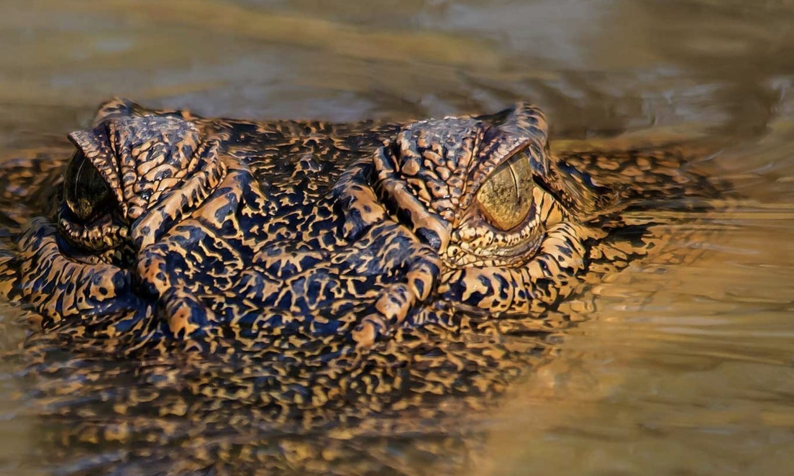 Fot. Koorana Crocodile Farm
