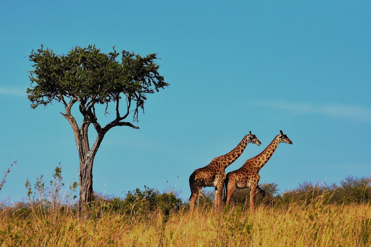 Zdjęcie poglądowe z Parku Narodowego Serengeti
