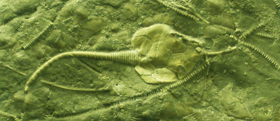 Pleurocystites squamosus / źródło: Ghedoghedo, Wikimedia Commons, CC BY-SA 3.0
