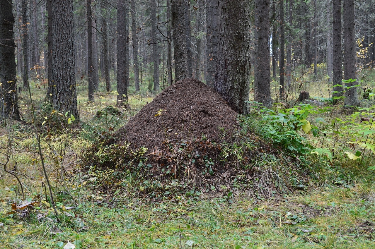 Zdjęcie poglądowe mrowiska
