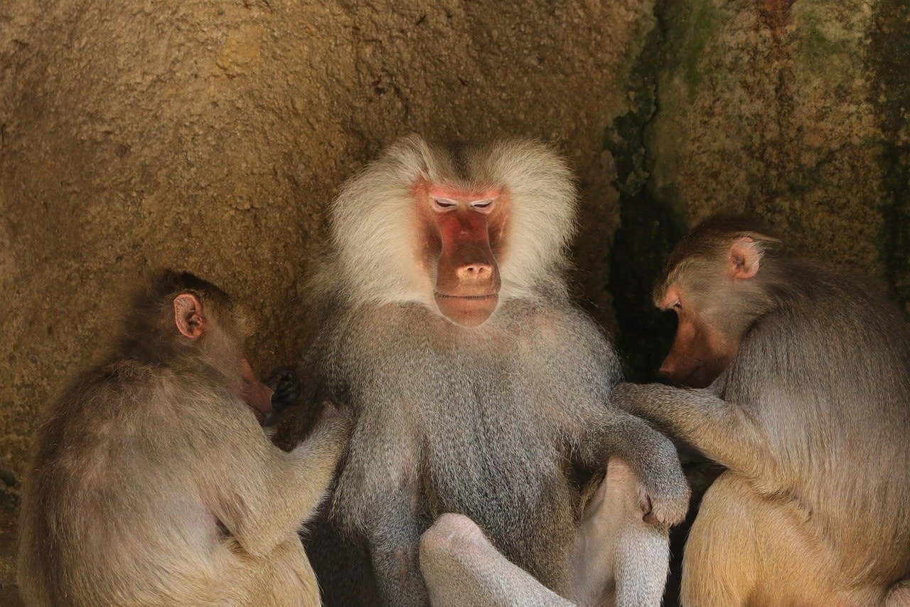 Zdjęcie poglądowe pawianów
