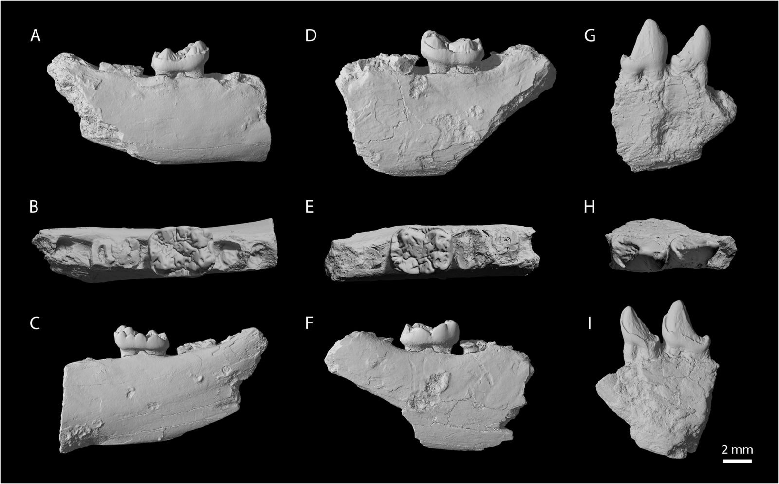 Fragmenty kości szczęki Palaeohodites naduensis, gatunku siostrzanego do Ekgmowechashali /Fot. ScienceDirect
