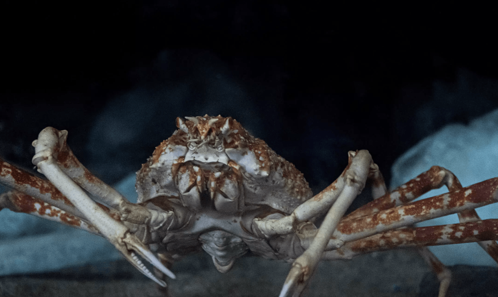 Japoński krab pacyficzny /Fot. Monterey Bay Aquarium
