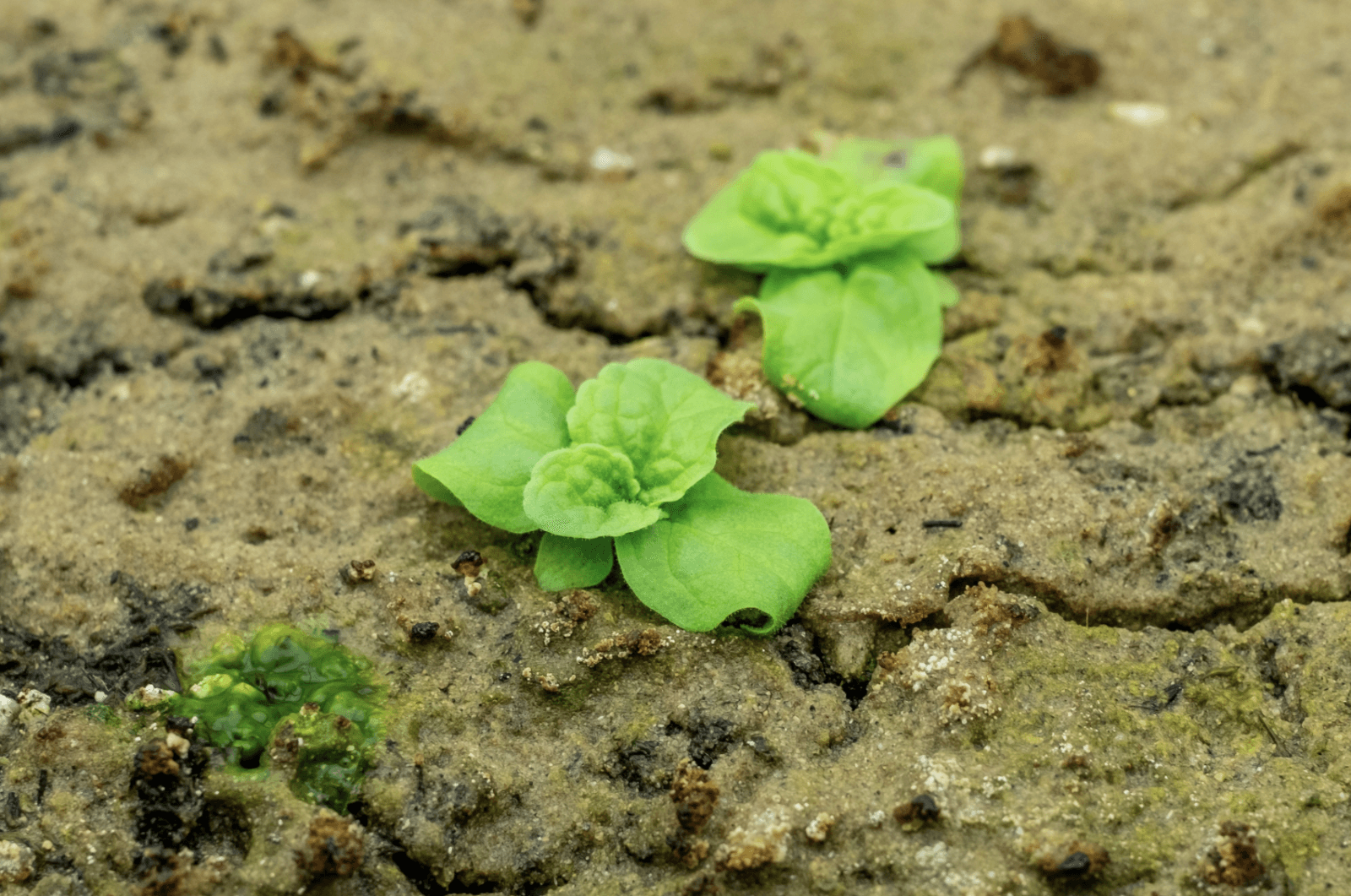 Nasiona Verbascum wykiełkowały po 144 latach /Fot. MSU
