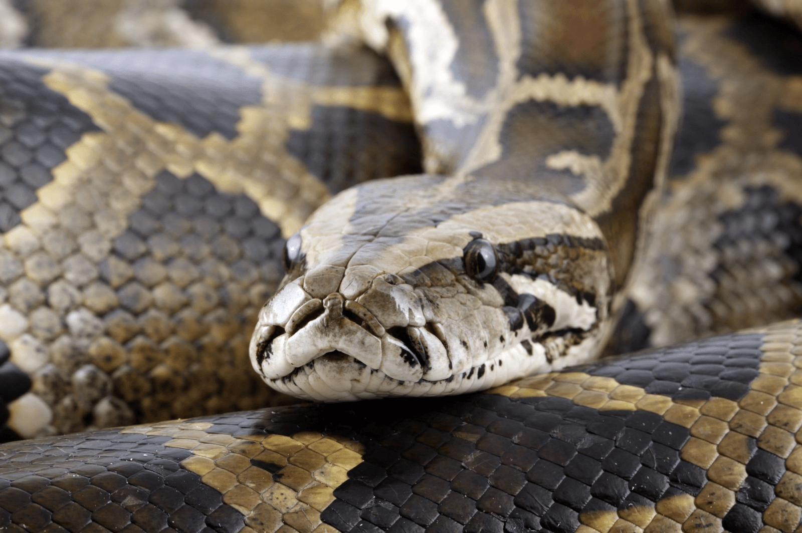 Pyton – zdjęcie poglądowe /Fot. Wikimedia Commons
