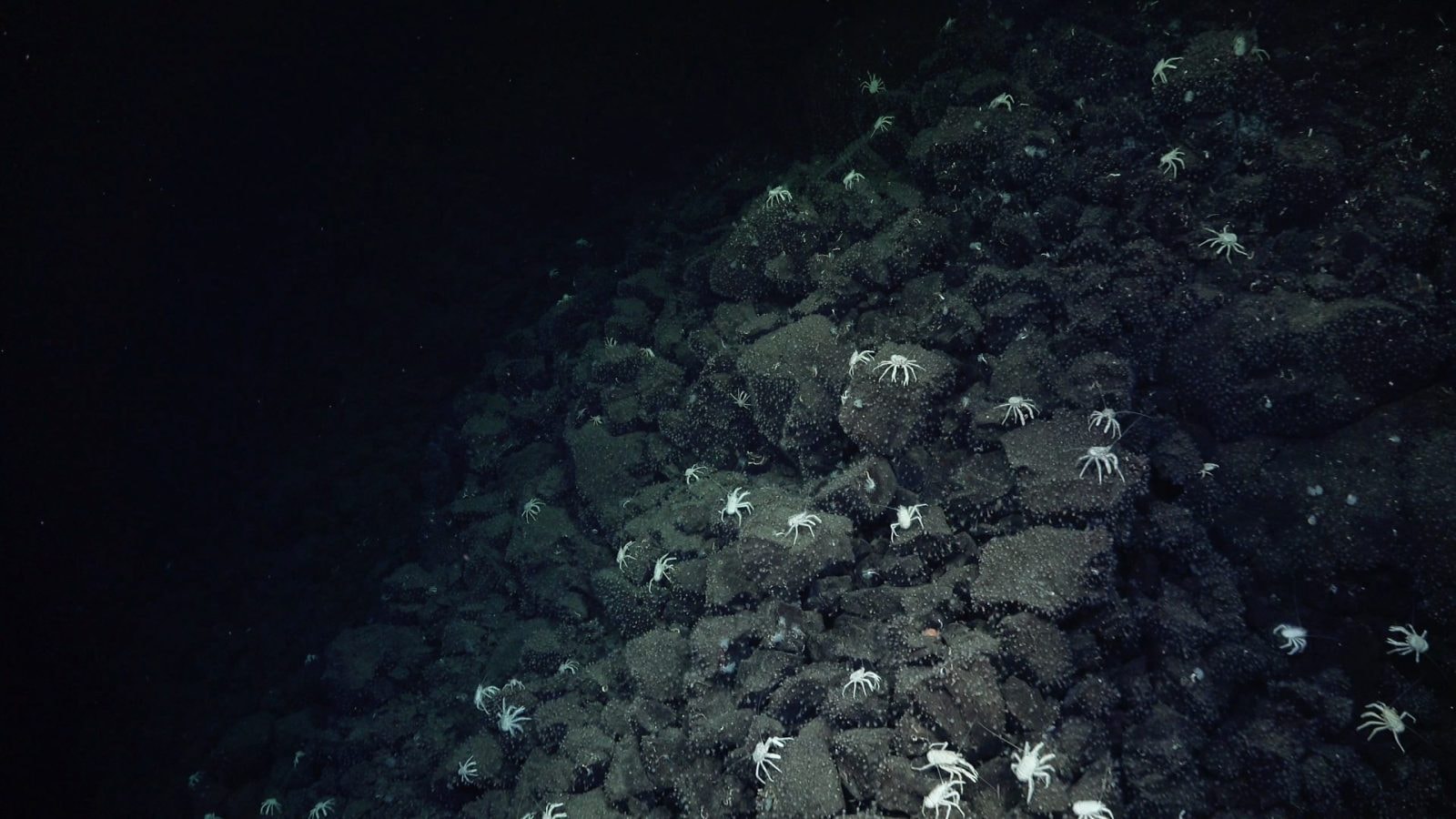 Skorupiaki zwane racznicami zaprowadziły naukowców prosto do celu /Fot. Schmidt Ocean Institute
