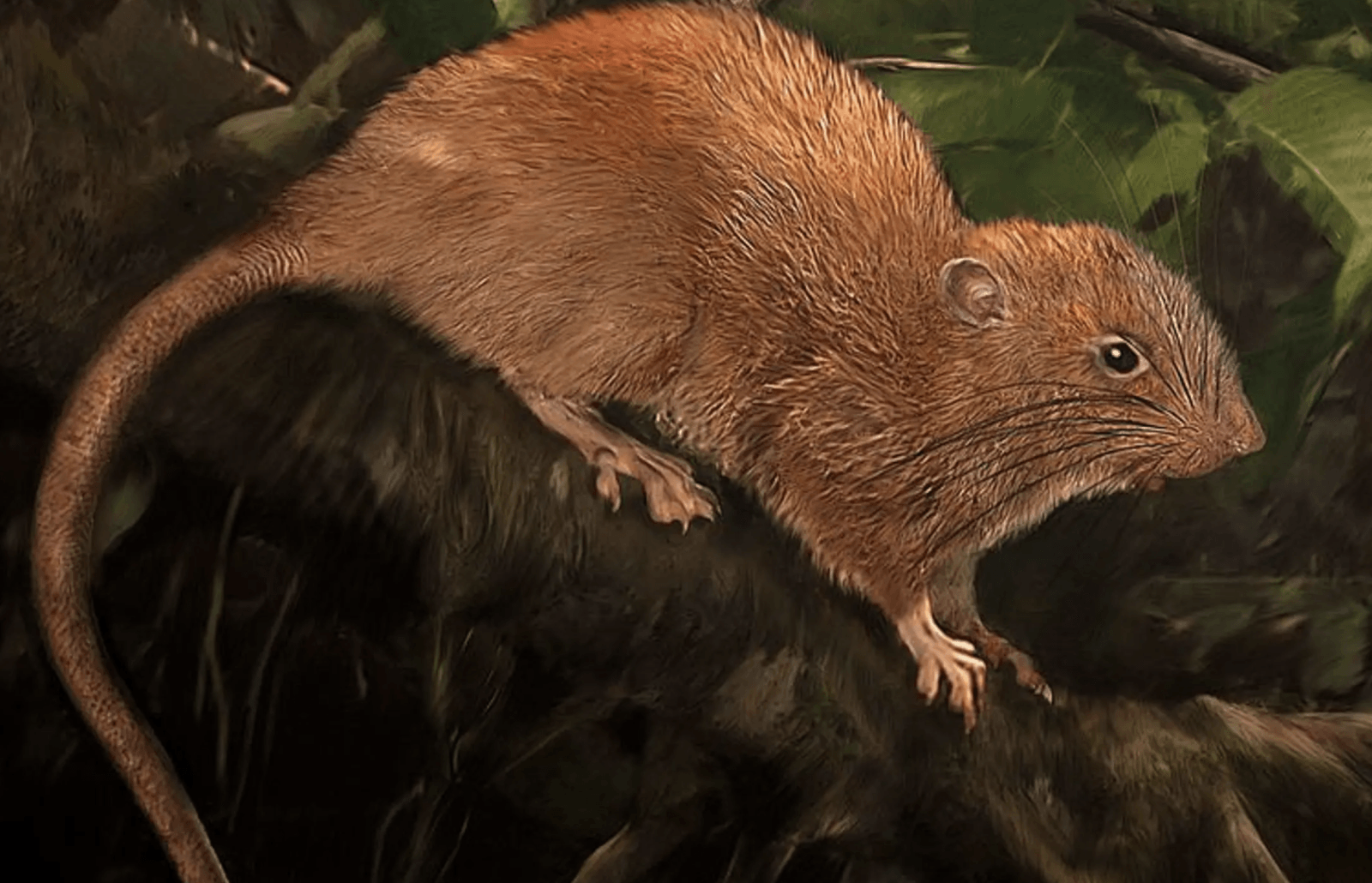 Gigantyczny szczur Vangunu – do tej pory mieliśmy tylko ilustracje
