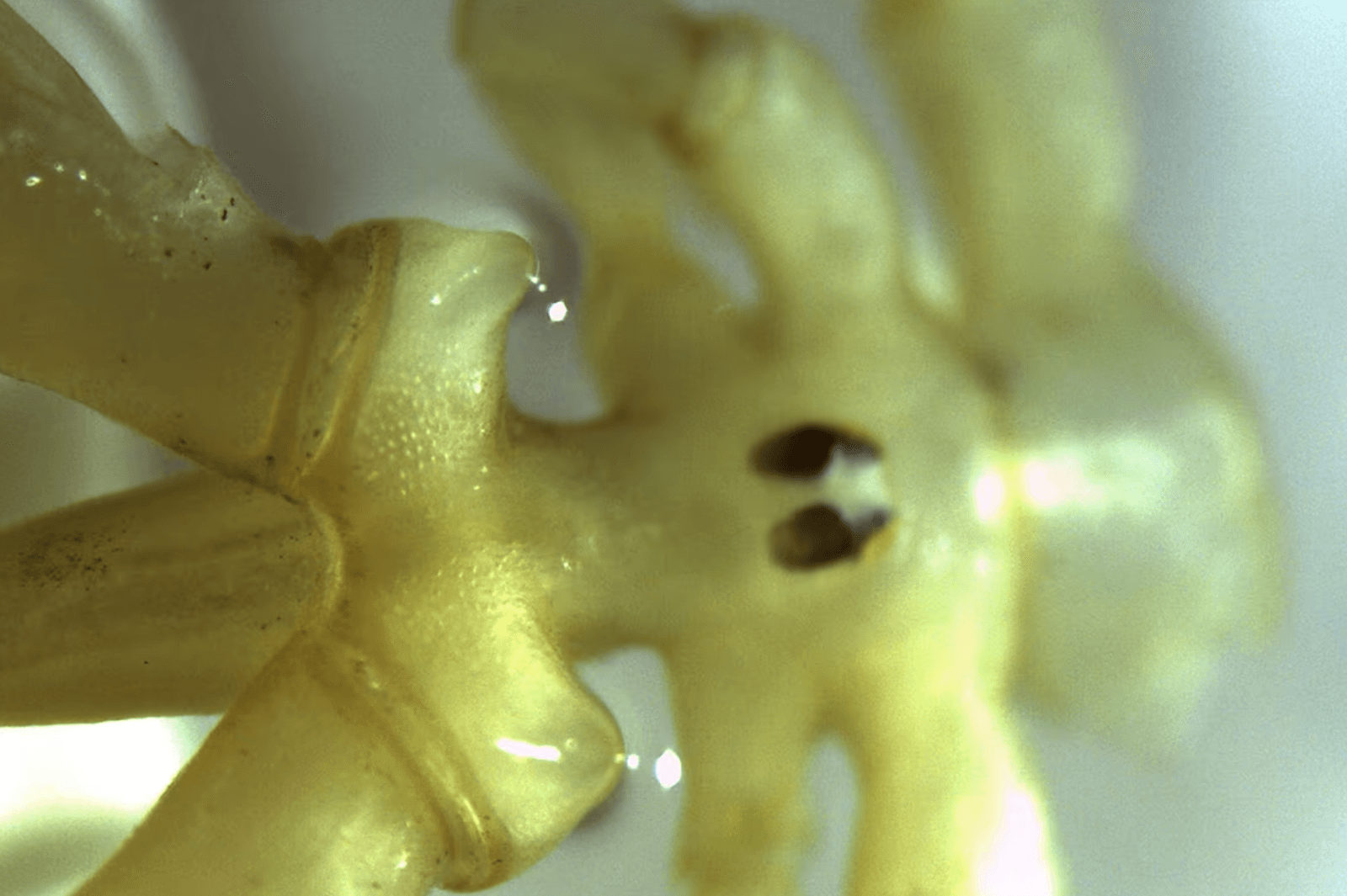 Austropallene halanychi to nowy gatunek kikutnicy /Fot. Andrew Mahon
