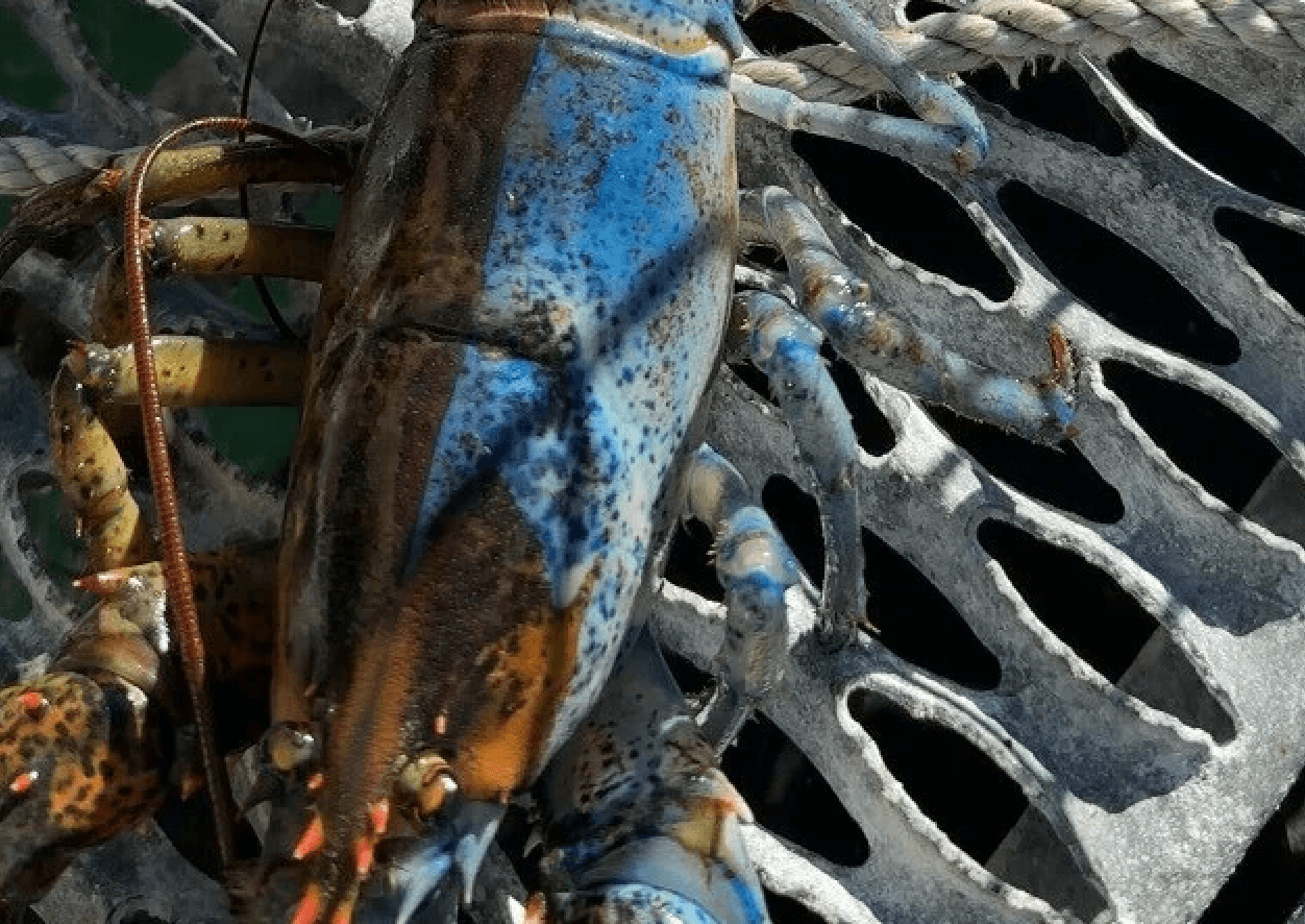 Homar Bowie jest dwukolorowy /Fot. Jacob Knowles
