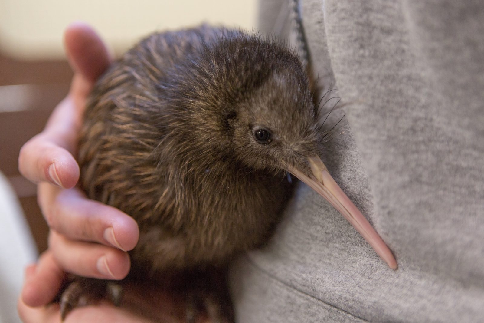 Ptak kiwi &#8211; zdjęcie poglądowe /Fot. NPR
