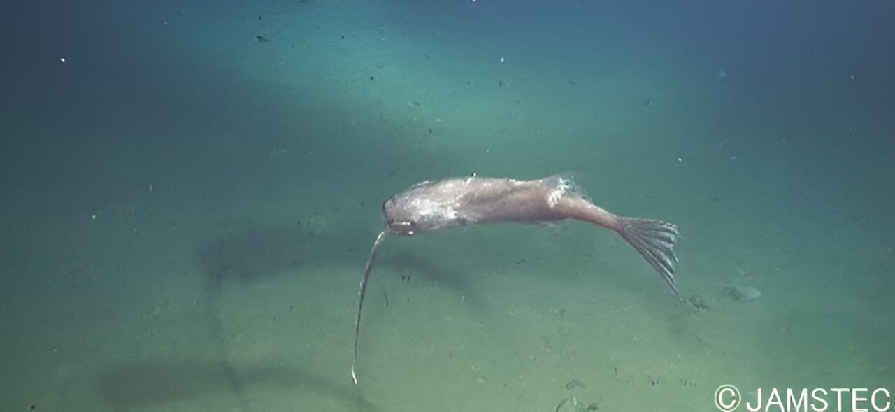 Niektóre ryby pływają brzuchem do góry – dlaczego? /Fot. JAMSTEC
