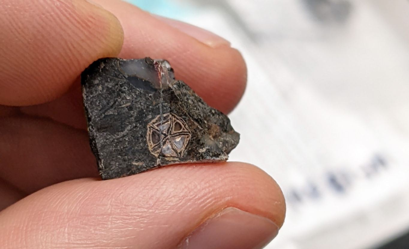 Skamieniałość jednego z badanych “nasion” / źródło: Jerald Pinson, Muzeum Historii Naturalnej na Florydzie, mat. prasowe
