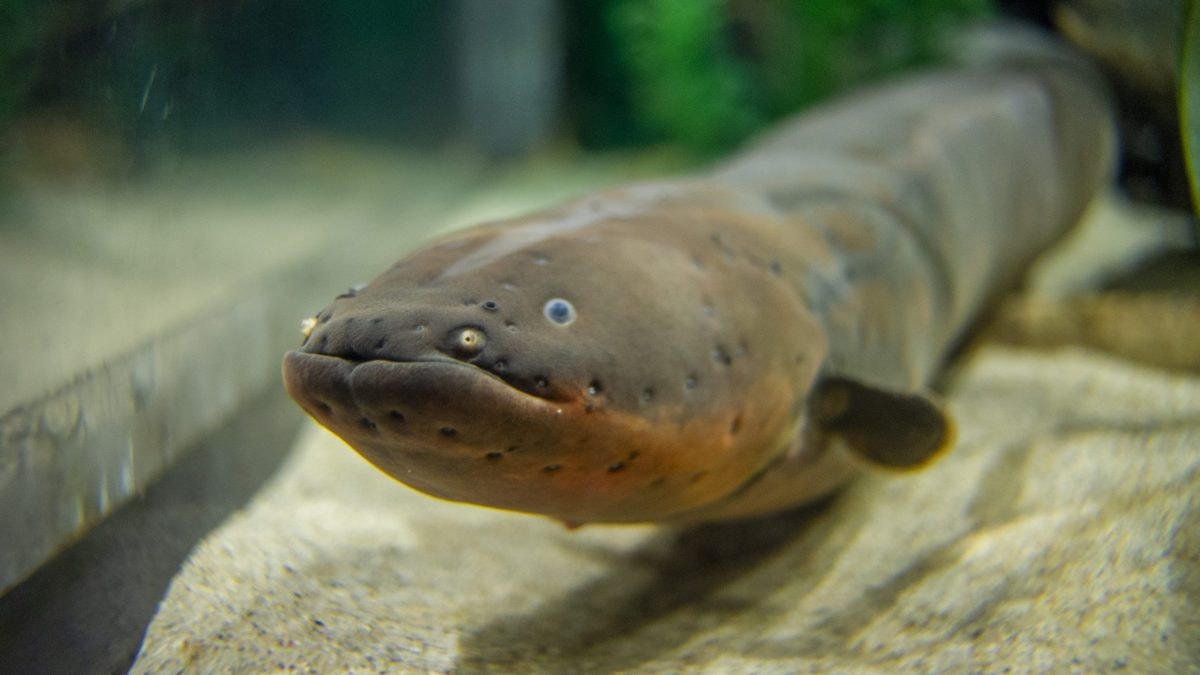 Strętwa &#8211; zdjęcie poglądowe /Fot. Tennessee Aquarium
