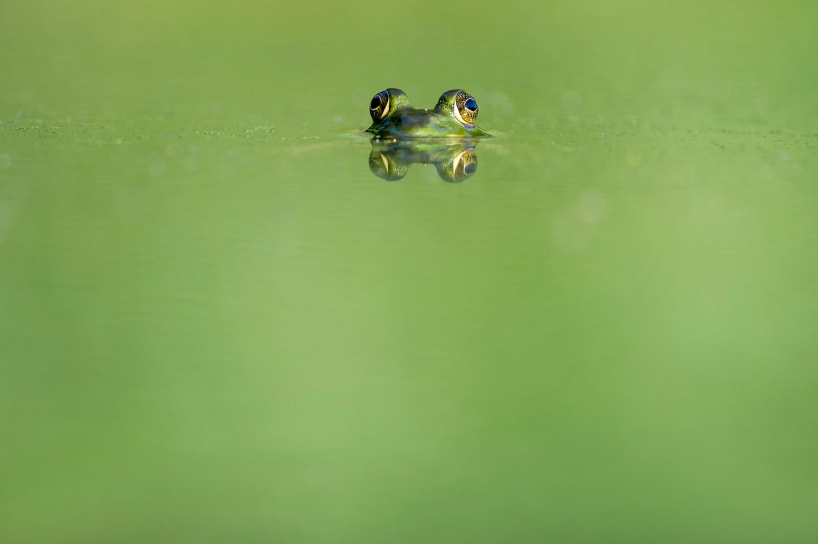 Żaba &#8211; zdjęcie poglądowe /Fot. Unsplash
