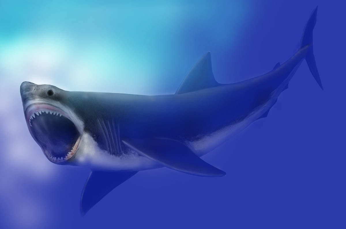 Megalodon / źródło: Mary Parrish, Smithsonian, National Museum of Natural History, Wikimedia Commons, domena publiczna
