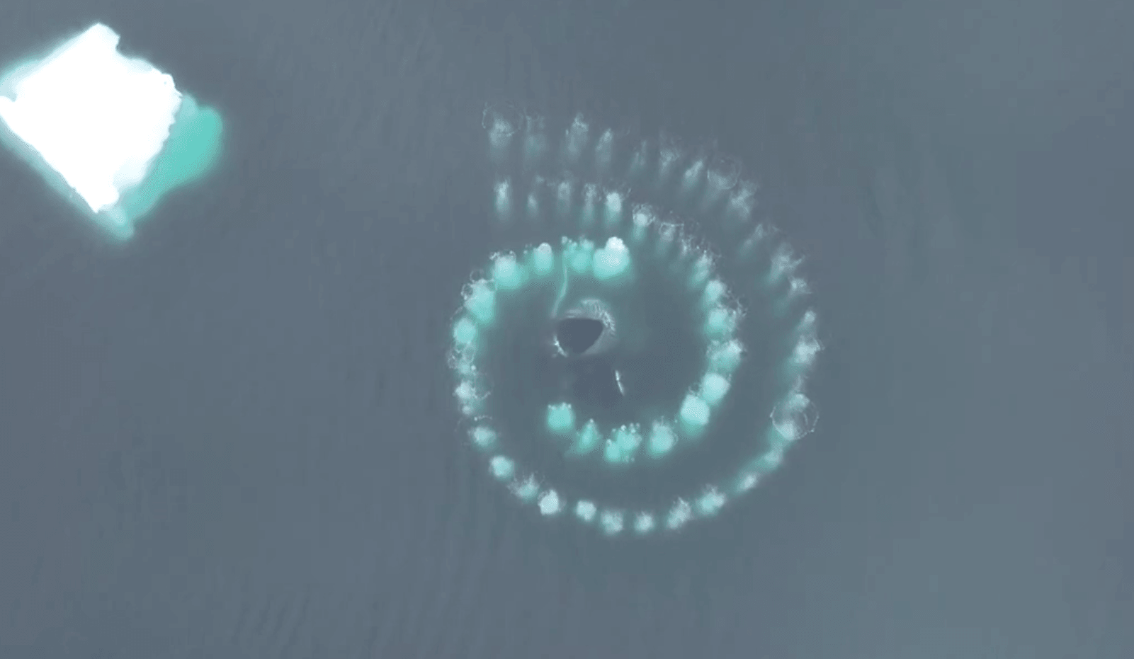 Spirala Fibonacciego utworzona przez humbaki
