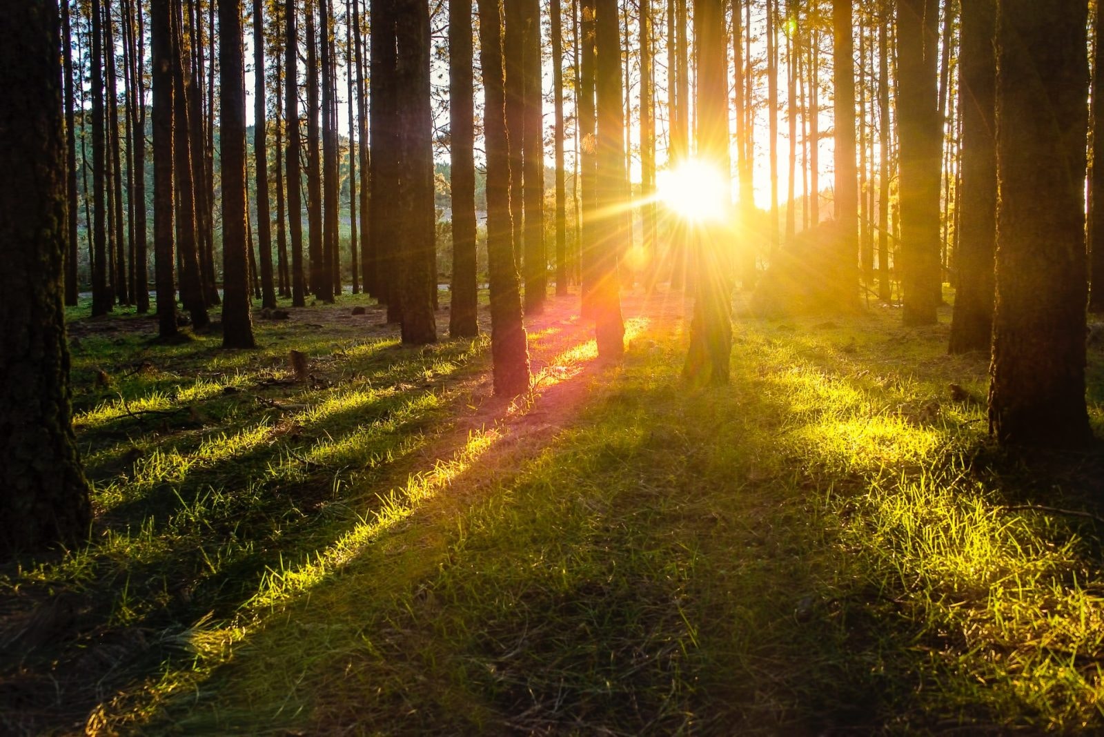 Las – zdjęcie poglądowe /Fot. Unsplash
