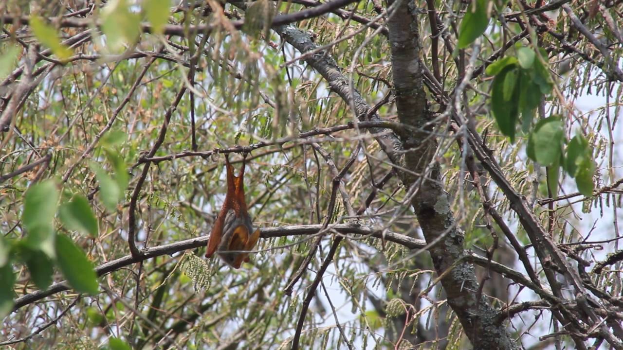 Lawia żółtoskrzydła – zdjęcie poglądowe
