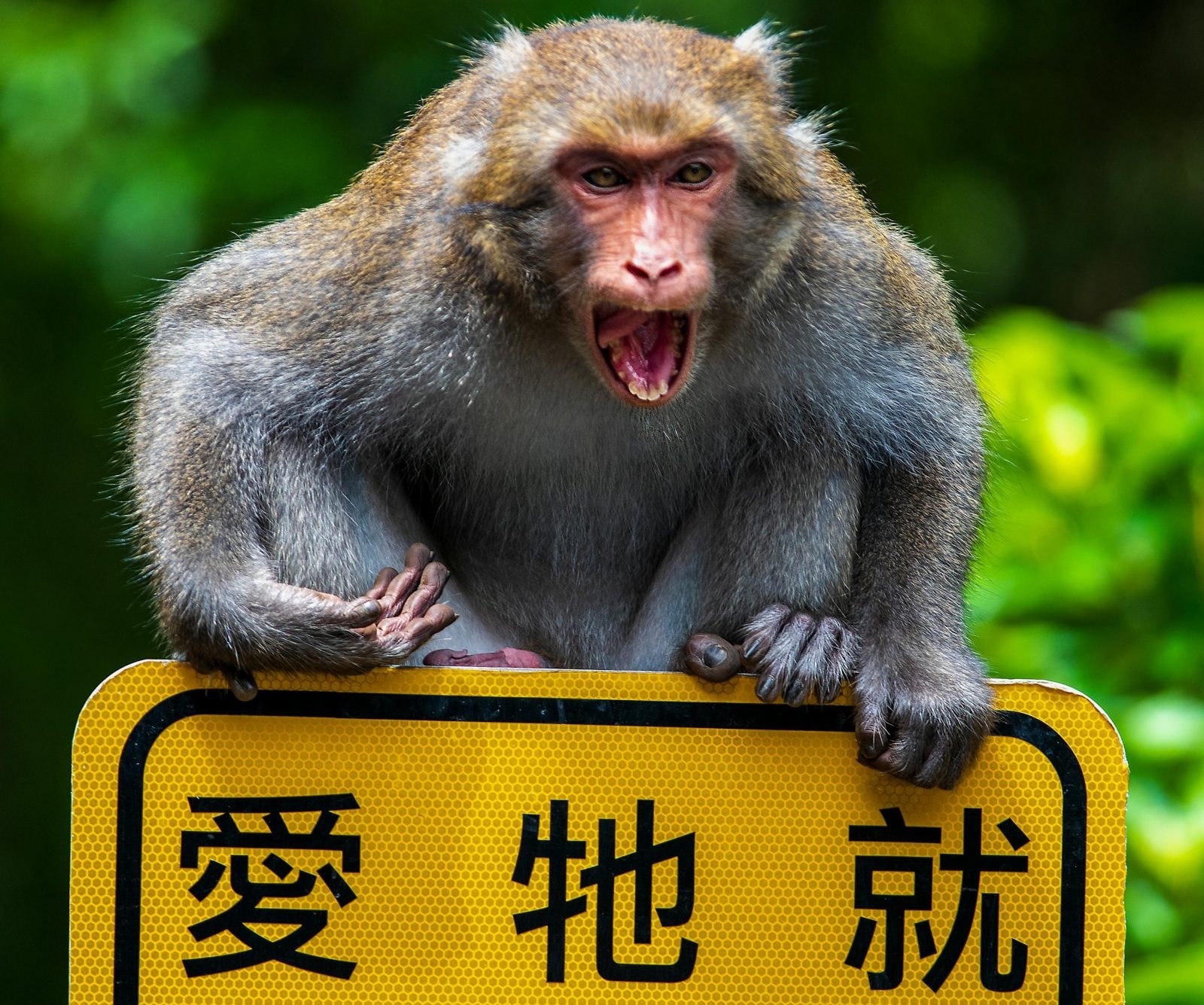 Makak – zdjęcie poglądowe /Fot. Unsplash
