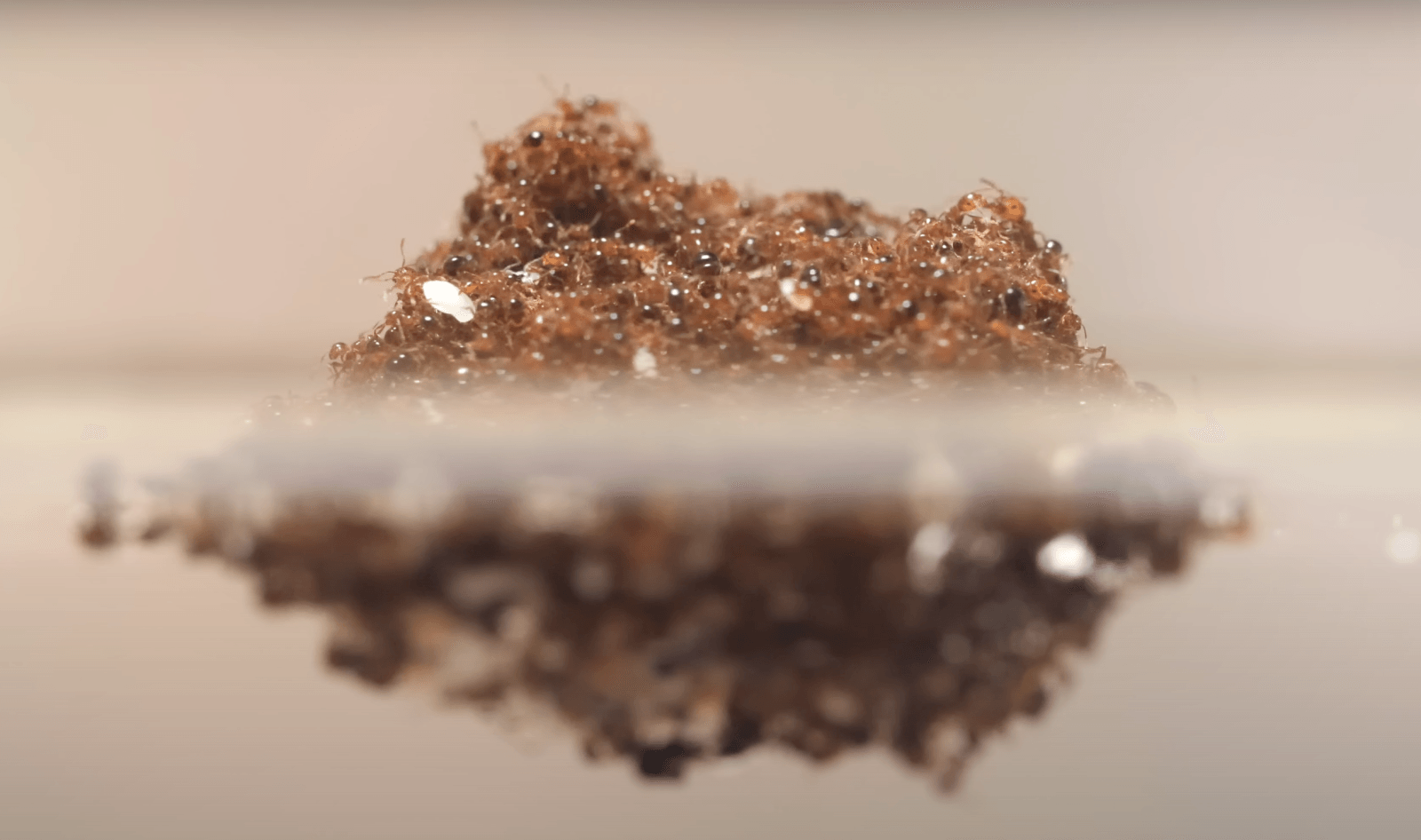 “Tratwa” zbudowana przez mrówki ogniste
