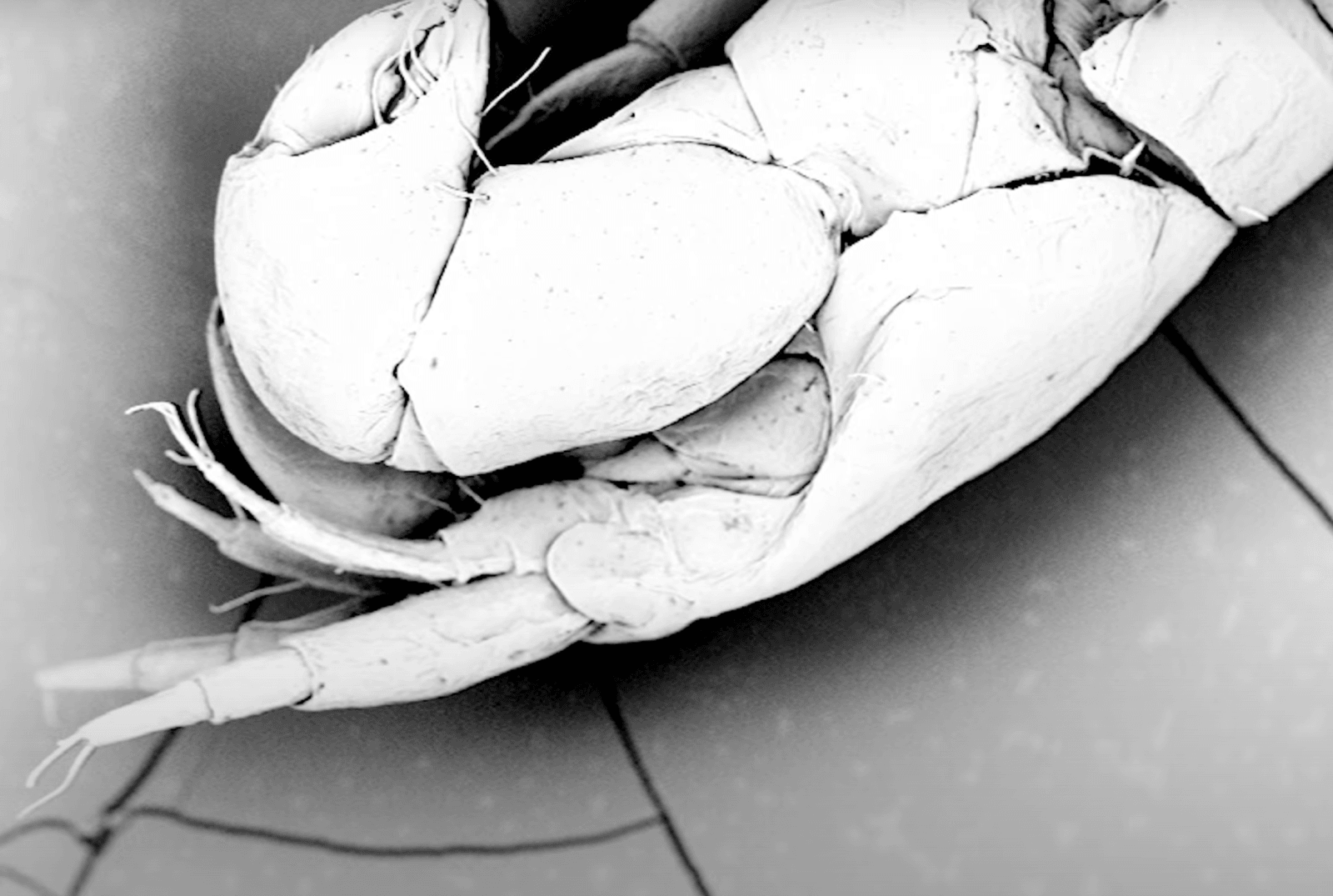 Polacy odkryli nowe gatunki u wybrzeży Ghany – zdjęcie spod mikroskopu
