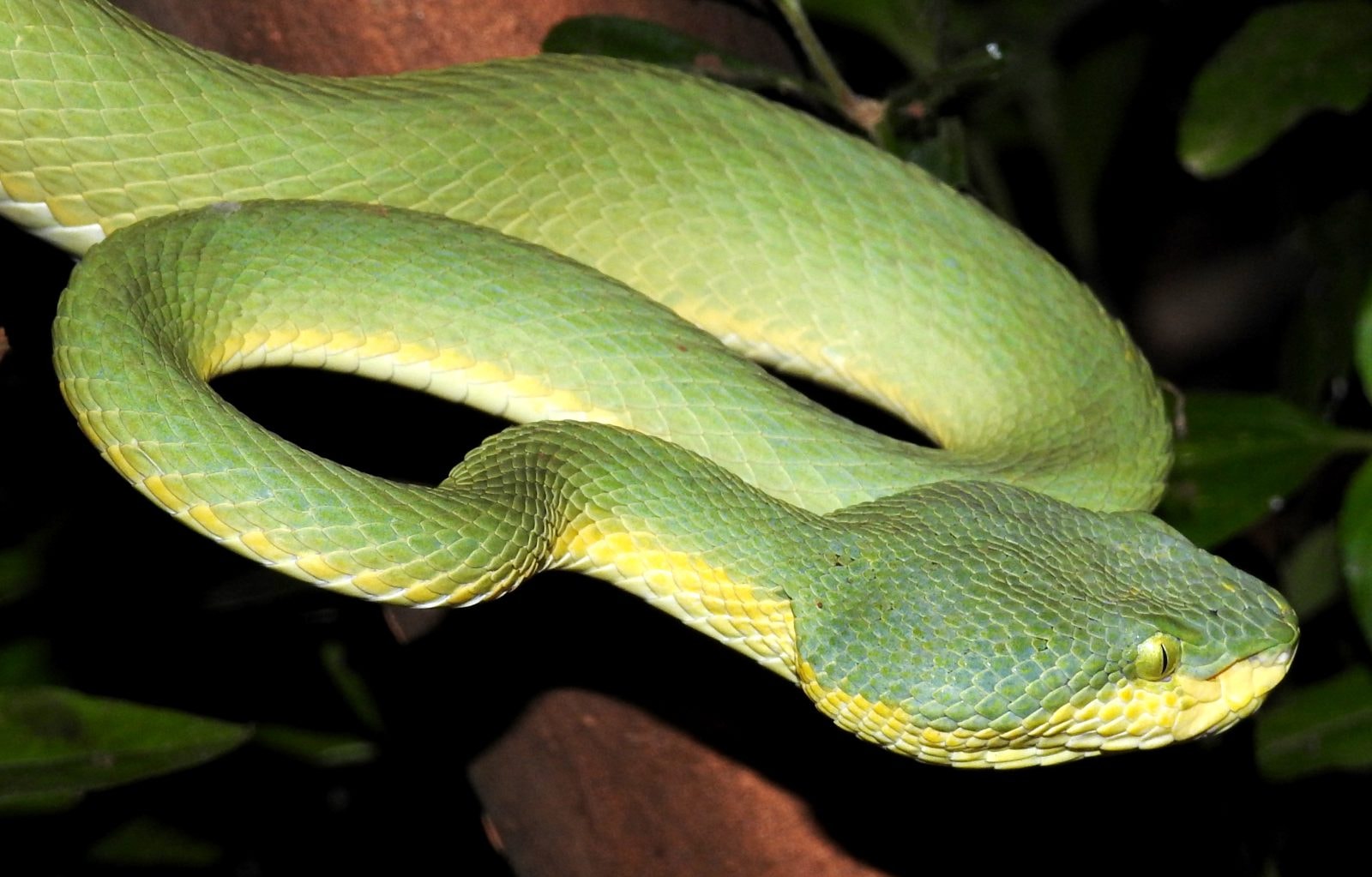 Żmija z rodzaju Trimeresurus &#8211; zdjęcie poglądowe
