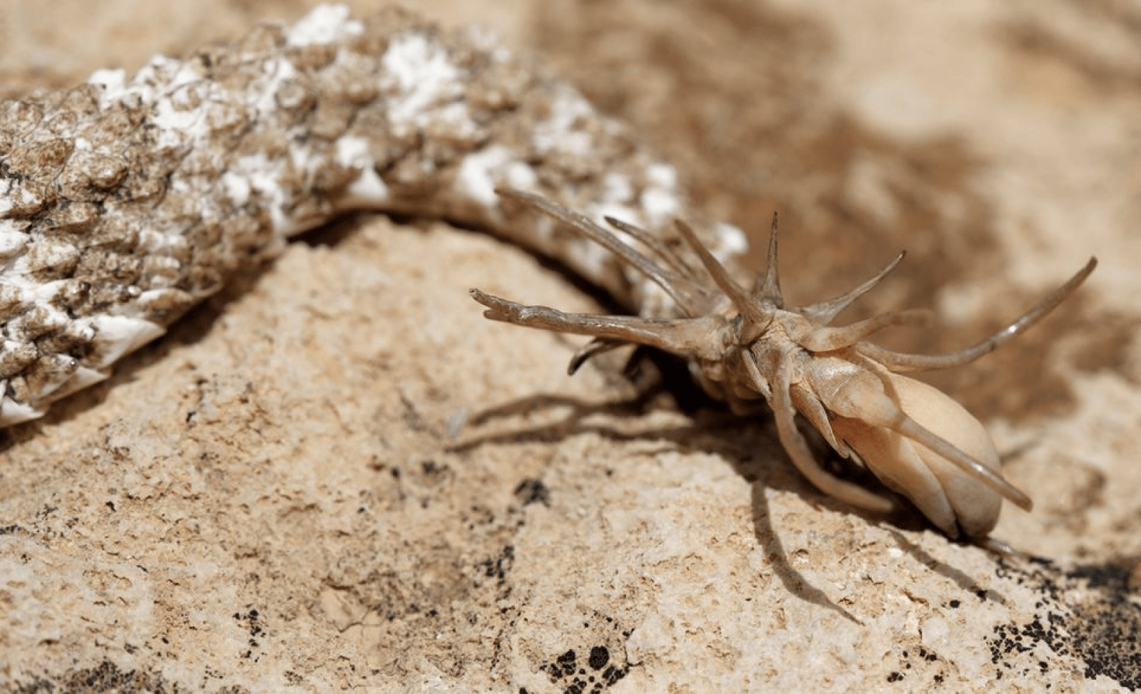 Może się wydawać, że to pająk, a to tylko ogon żmii /Fot. iNaturalist
