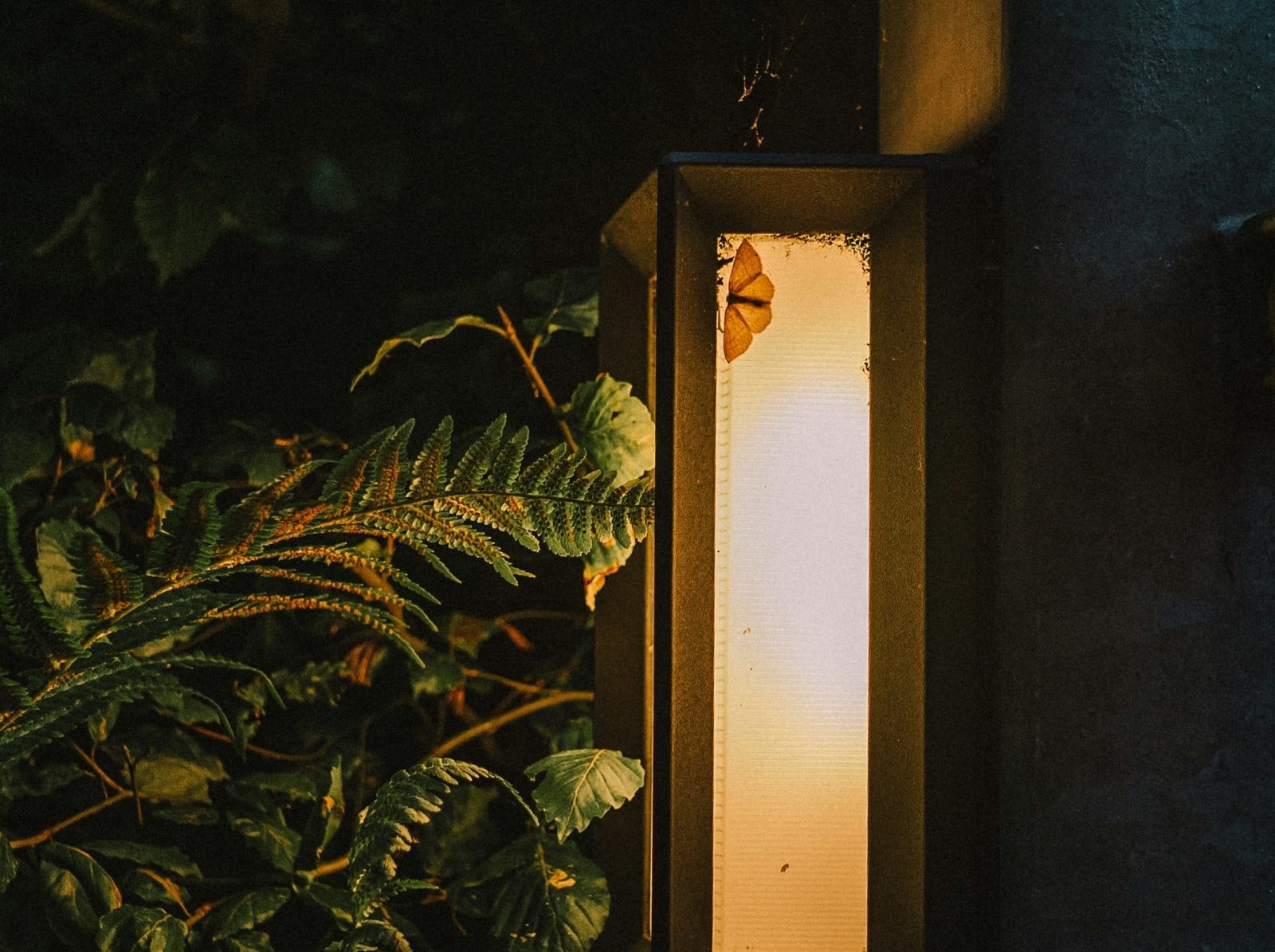 Ćmy wcale nie są przyciągane do światła, one starają się go unikać /Fot. Unsplash
