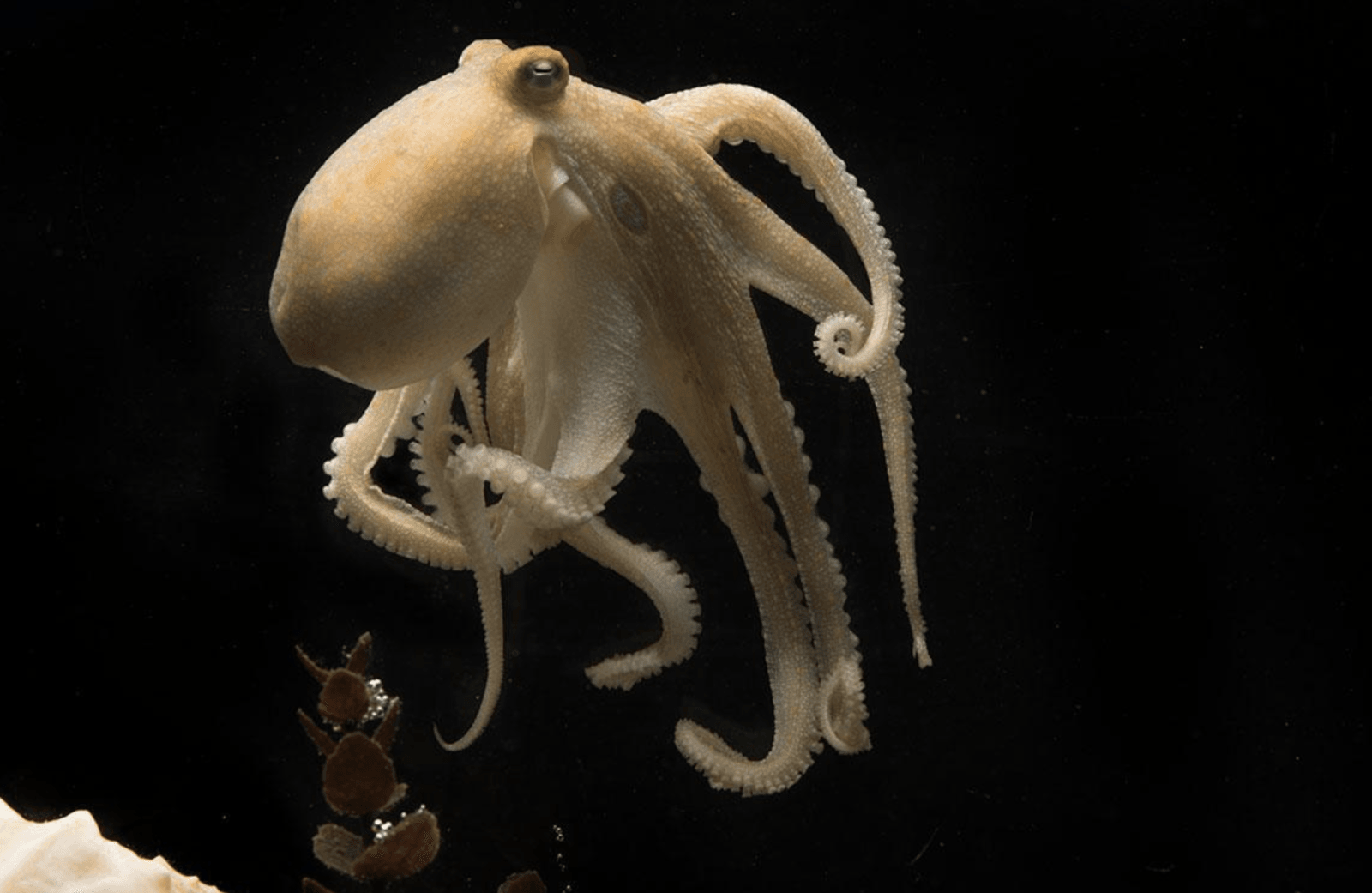 Ośmiornica Octopus bimaculoides – zdjęcie poglądowe /UChicago
