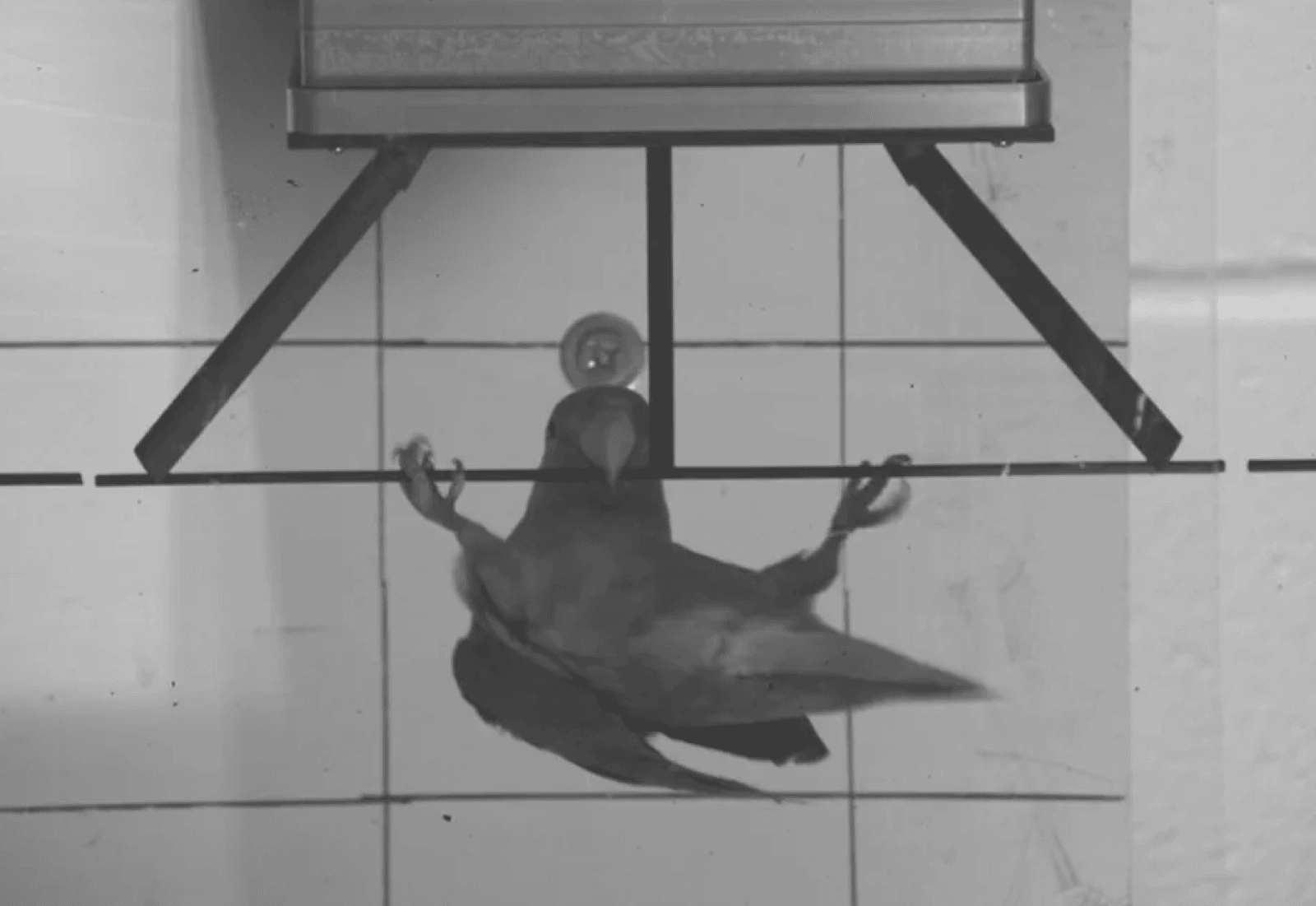 Papuga przemieszcza się używając swojego dzioba 
