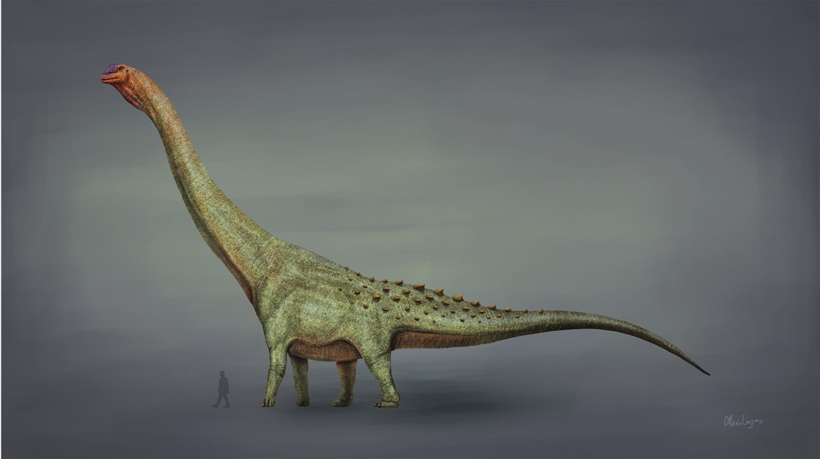 Rekonstrukcja rodzaju Patagotitan / źródło: Mariol Lanzas, Wikimedia Commons, CC BY-SA 4.0

