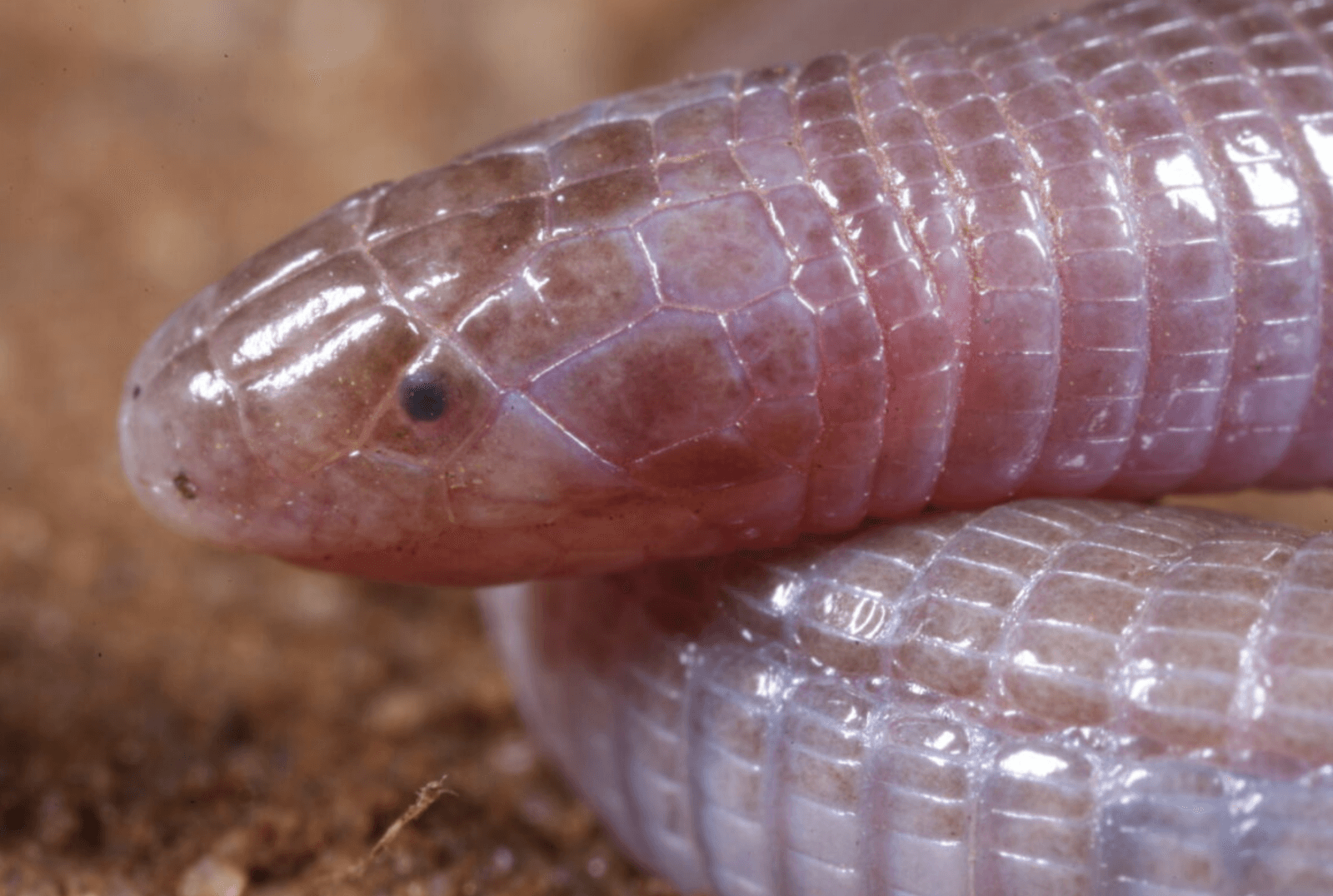 Zygaspis quadrifrons – zbliżenie /Fot. UT News
