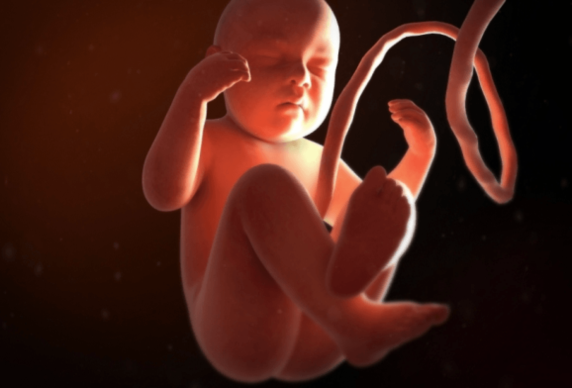 Ludzki płód – grafika poglądowa /Fot. MedicalGraphics. de, CC BY-ND 4.0
