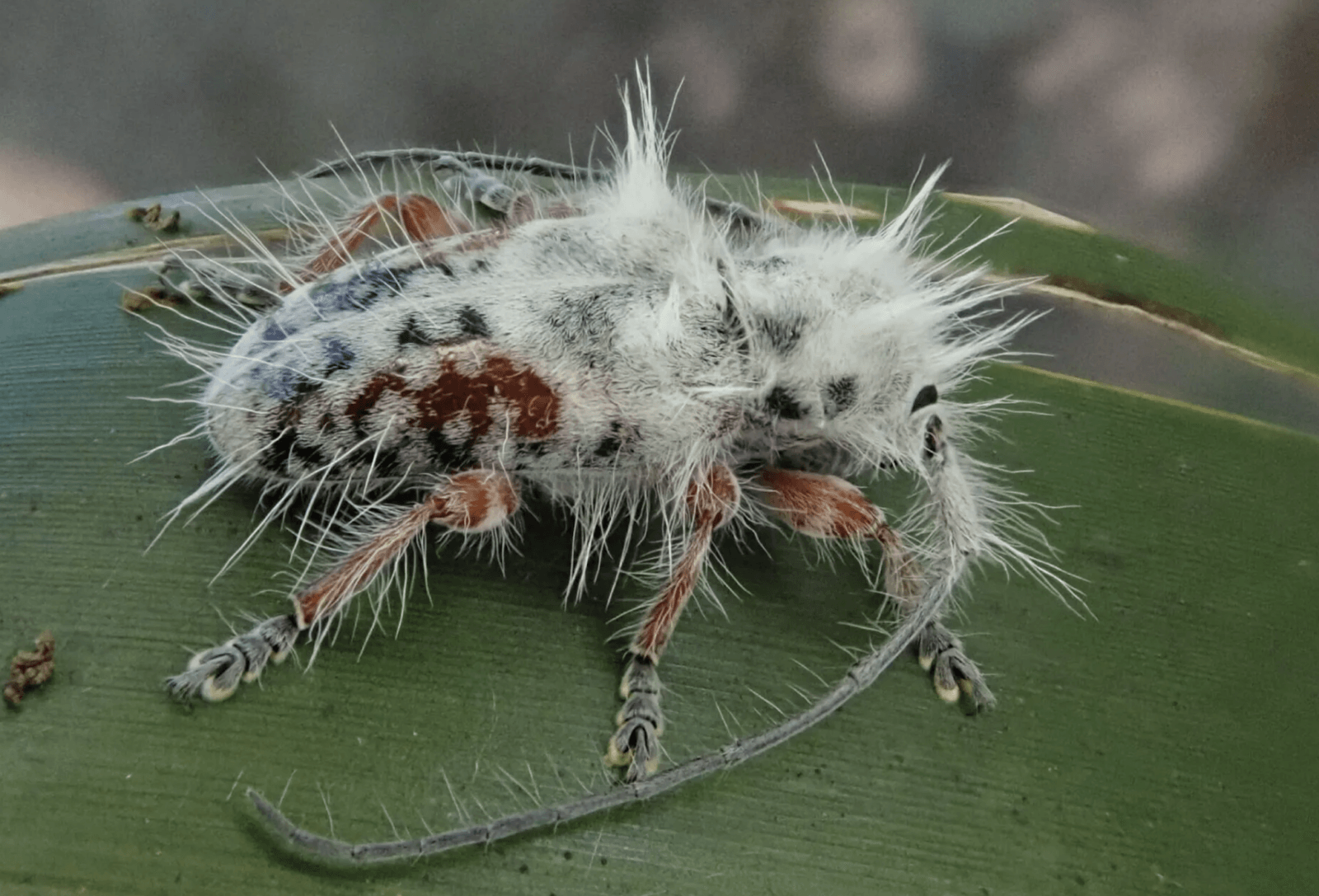 Excastra albopilosa /Fot. James Tweed
